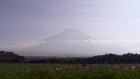 Low-angle-view-of-multi-colored-sunflower-field-with-silhouette-of-Mount-Fuji-in-distance---locked-off-view