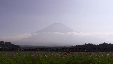 vista de ángulo bajo del campo de girasol multicolor con la silueta del monte fuji en la distancia - vista bloqueada