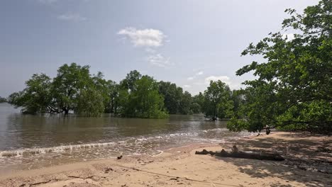 a smooth daytime camera pan reveals a tranquil sandy riverbank with lush mangrove trees and calm water under bright natural sunlight