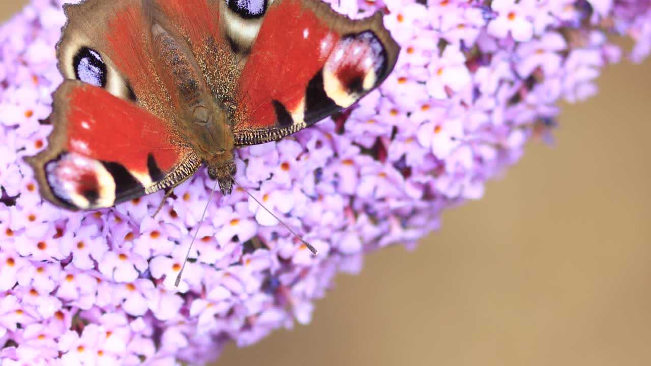 Vista macro super ravvicinata e luminosa dall'alto di marcature colorate sull'ala di una farfalla pavone europea che si nutre su un fiore, ondeggiando dolcemente al vento.