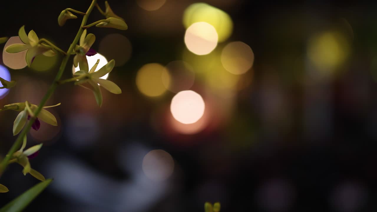 흐릿하고 다채로운 야간 생활의 배경에 꽃에 대한 진정된 초점, 조용하지만 활기찬 분위기를 포착합니다.