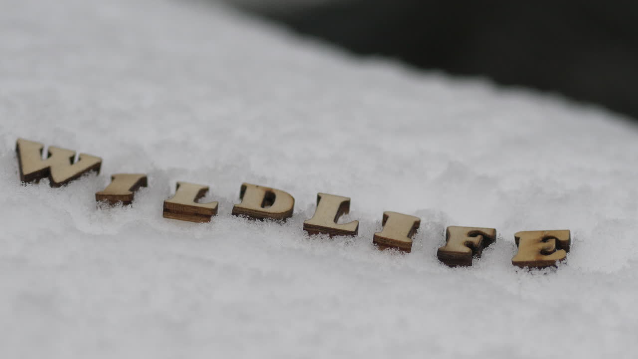 concepto de vida silvestre, título de introducción escrito con letras de madera en la nieve invernal junto a la corriente de agua, tiro panorámico