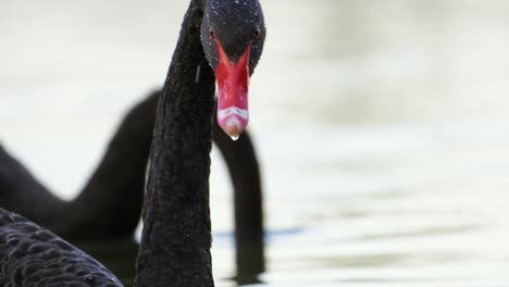 black swan with red beak takes head out of the water, stares straight into the camera