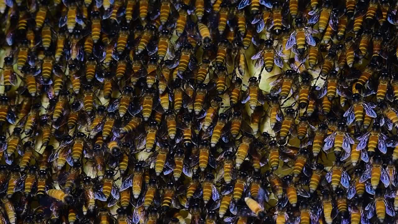 se sabe que las abejas melíferas gigantes construyen grandes colonias de nidos con bolsillos simétricos hechos de cera para almacenar miel como fuente de alimento.
