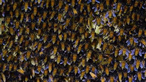 Se-Sabe-Que-Las-Abejas-Melíferas-Gigantes-Construyen-Grandes-Colonias-De-Nidos-Con-Bolsillos-Simétricos-Hechos-De-Cera-Para-Almacenar-Miel-Como-Fuente-De-Alimento.