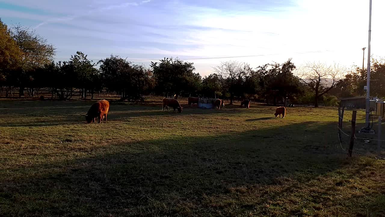 pastoreo pacífico del ganado de las tierras altas durante el amanecer en una granja en alemania