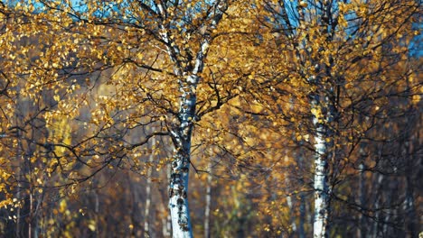 a serene autumn scene with birch trees shedding their golden leaves in the gentle breeze