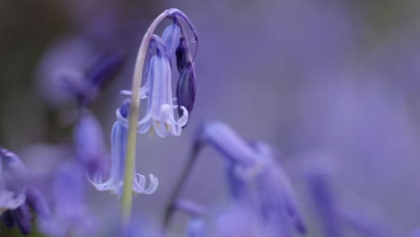 Delicate-wild-Bluebell-flowers-blooming-during-Spring-deep-in-dark-woodland,-Warwickshire,-England