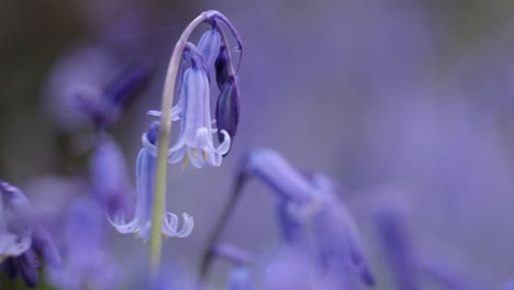 delicate wild bluebell flowers blooming during spring deep in dark woodland, warwickshire, england