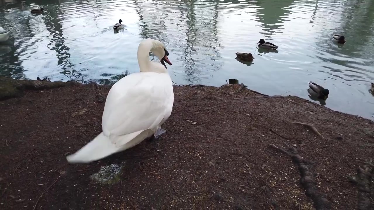 池のそばの白鳥