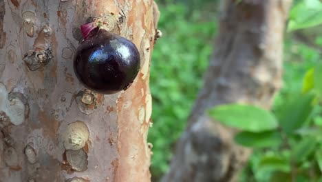 ripe jabuticabas hanging on a tree trunk