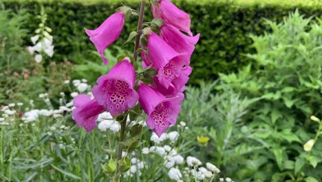 Hermosas-Flores-En-Un-Jardín-Bien-Cuidado