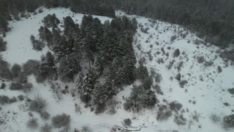 Pine-trees-grove-surrounded-by-white-snow-and-the-mountain-forest-at-winter,-aerial-view