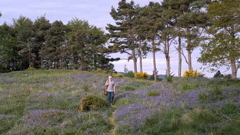 a walk in the forest