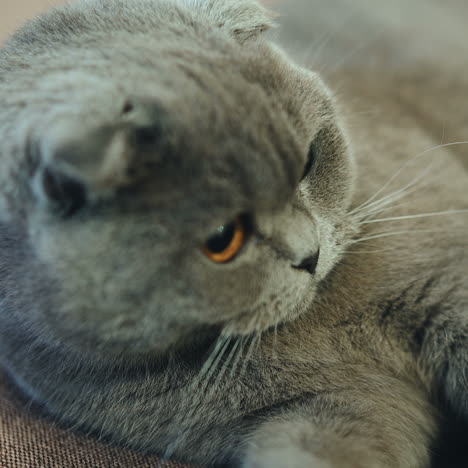 beautiful british cat is lying on the couch at home. blue scottish lop-eared cat. british shorthair cat.
