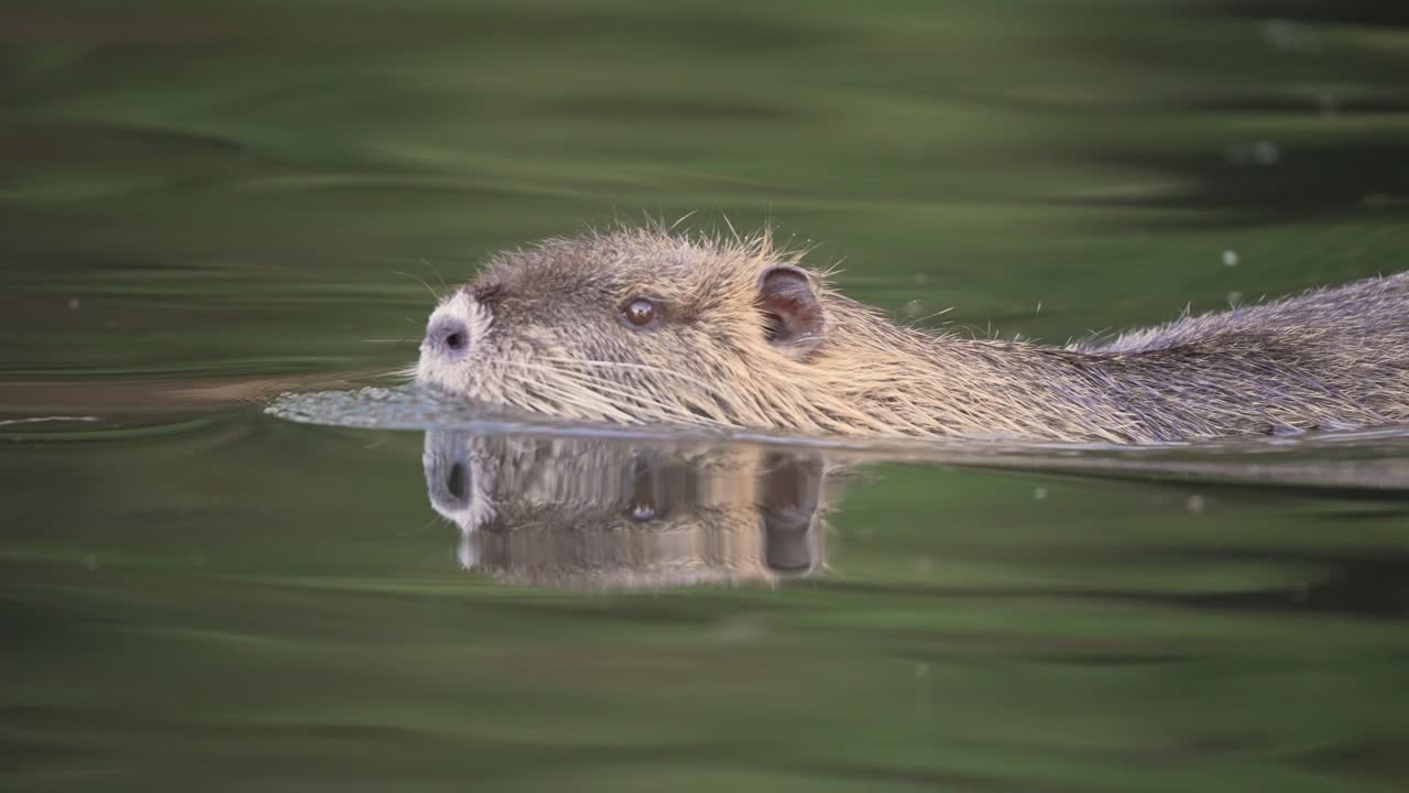 adorable coipo salvaje nutria nadando en aguas tranquilas, de cerca