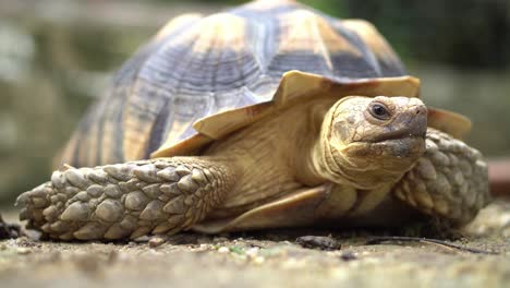 Blinzelauge-Der-Sulcata-Schildkröte