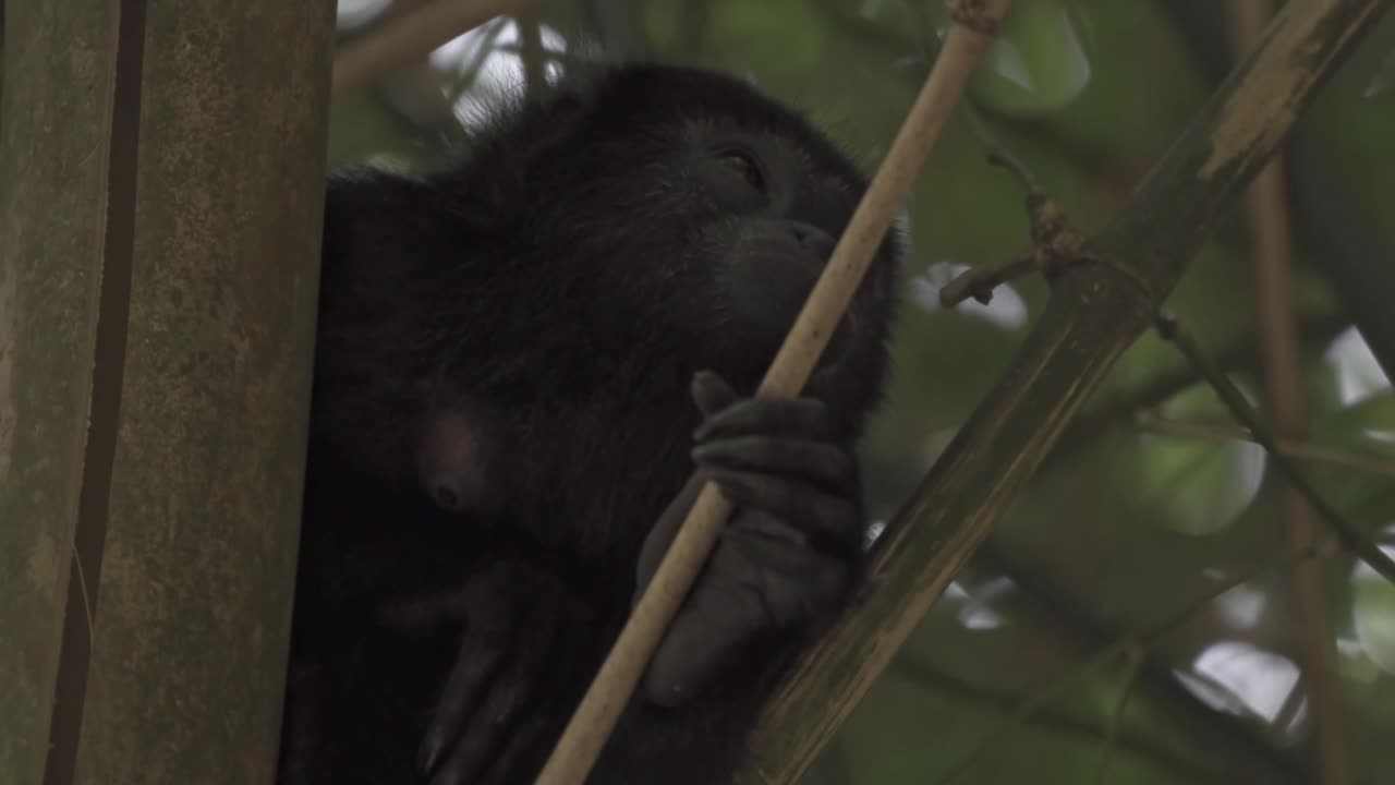 Mexican Black Howler Monkey (Alouatta pigra) deep in the rainforest canopy near Palenque, Chiapas