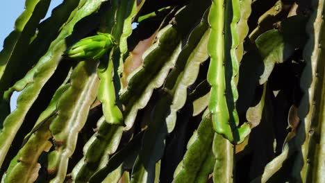 frutas de dragón verdes en maduración y hojas de la planta pitahaya que crece a la luz del sol