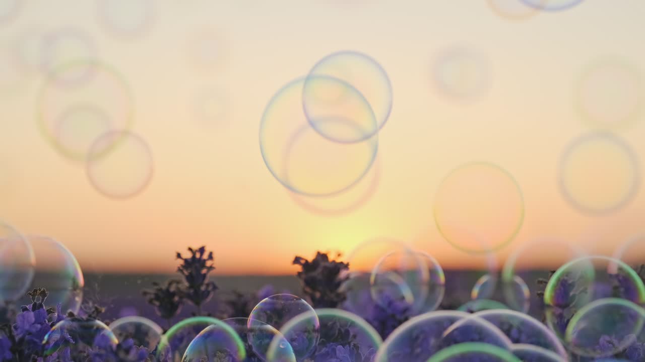 las burbujas de jabón vuelan y tocan las flores de lavanda en un gran campo de lavanda al atardecer en verano en cámara lenta. fondo brillante burbujas multicolores vuelan suavemente en el cielo. infancia, libertad. sueños. relajarse
