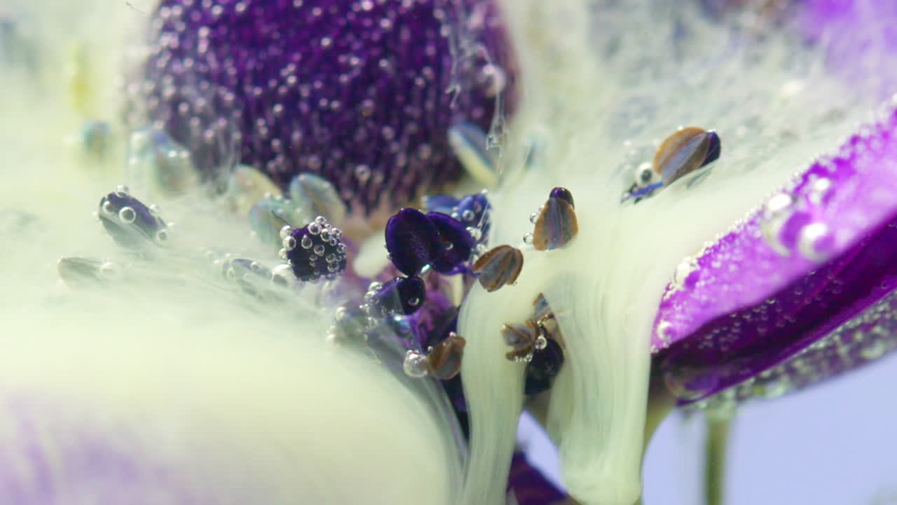 primer plano de una flor de anemona con burbujas y líquido