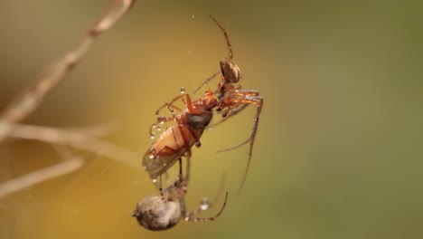 Nahaufnahme-Einer-Makroaufnahme-Zweier-Spinnen,-Die-Um-Das-Gefangene-Opfer-Kämpfen