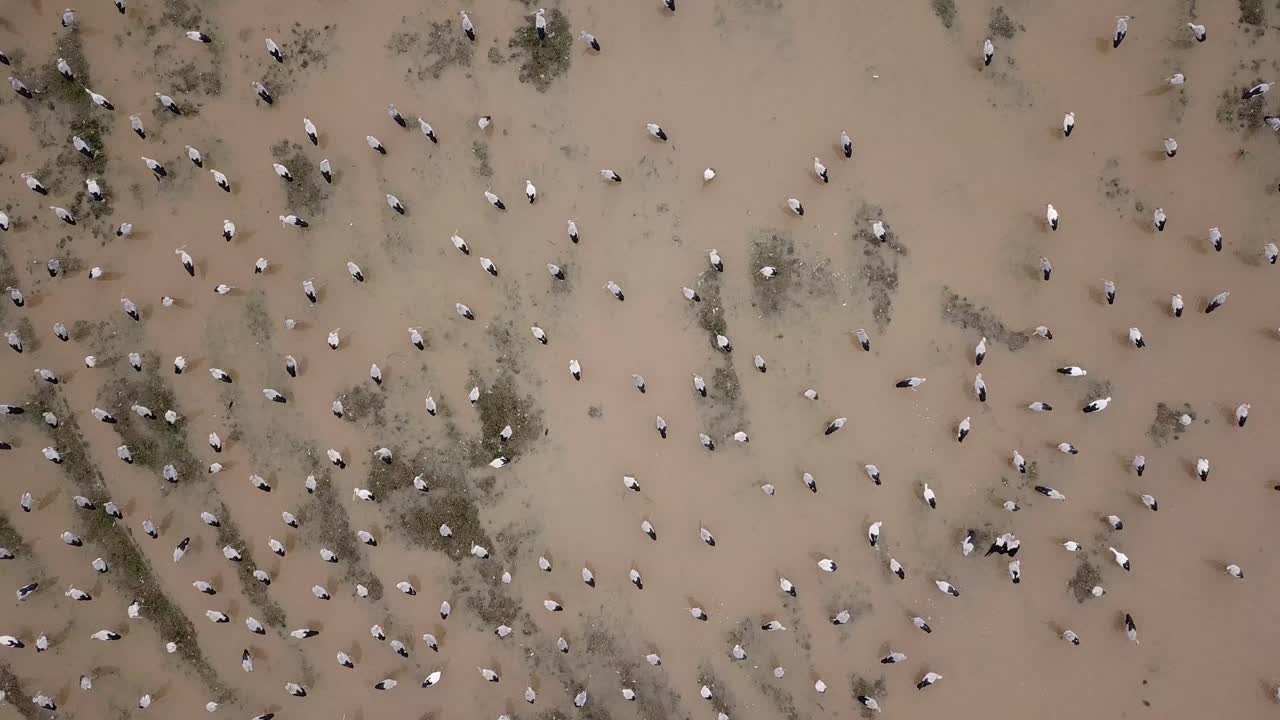 Asian openbill in flooded paddy field.