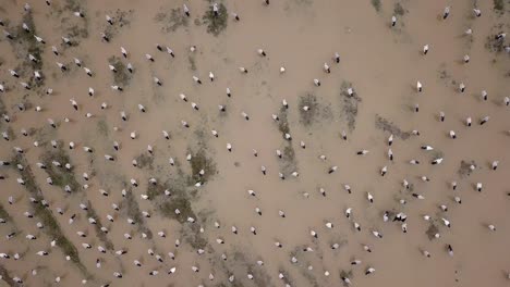 asian openbill in flooded paddy field.