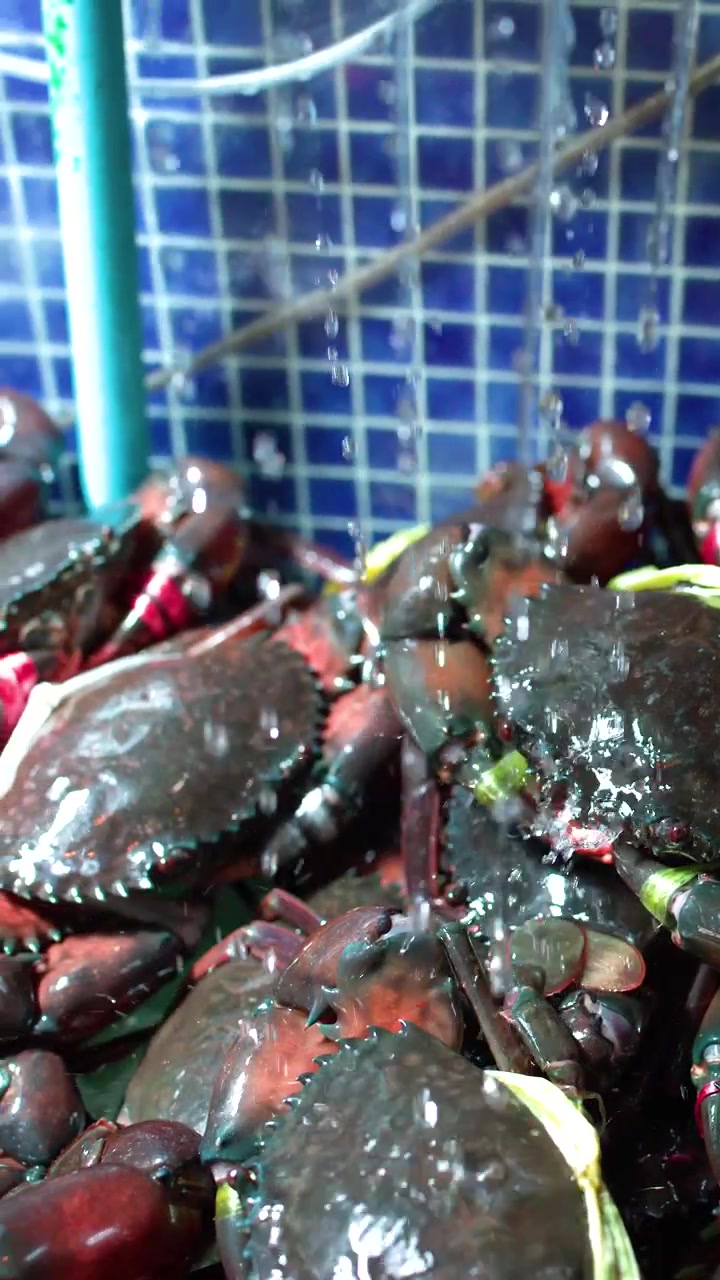 Close-up shot of live mud crabs in a blue tiled tank with water dripping down