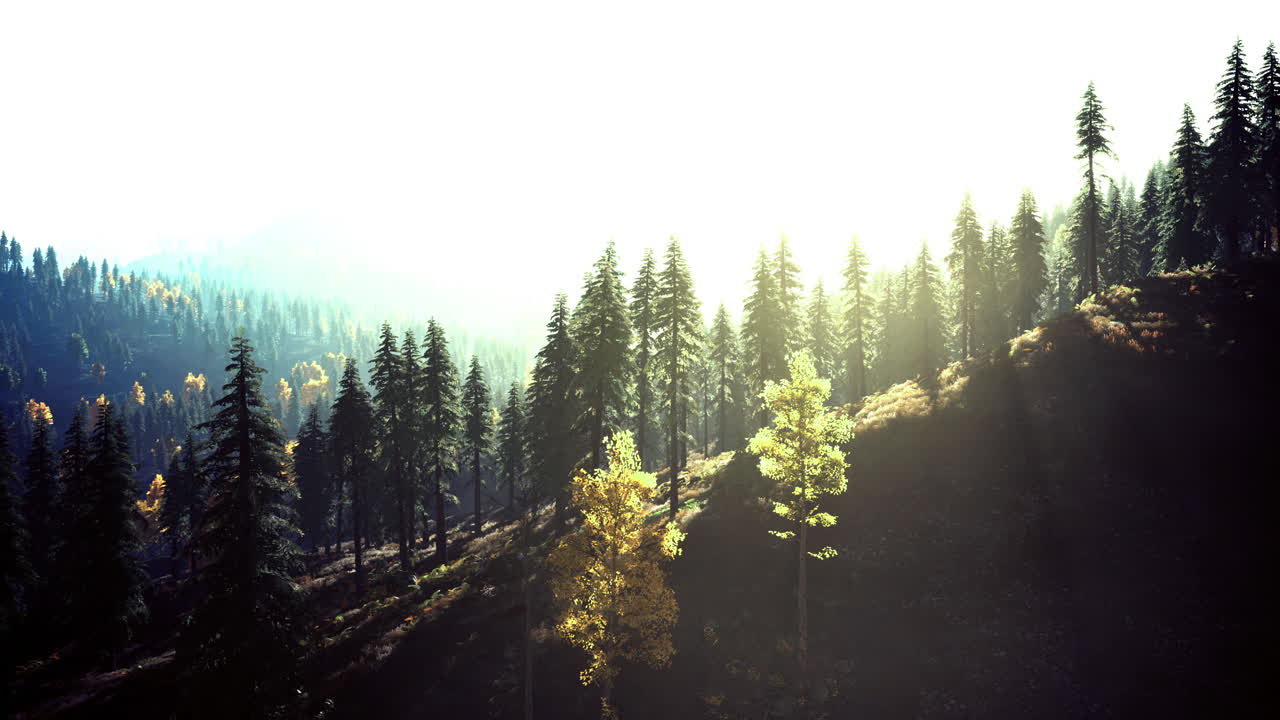 Morning light illuminating a tranquil forest landscape in autumn