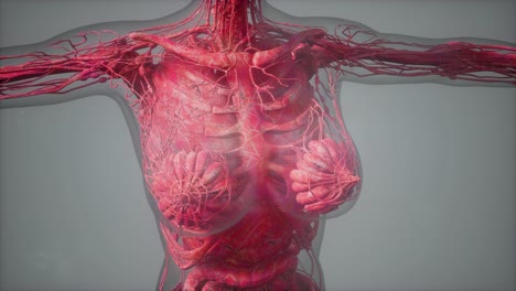 model showing anatomy of human body illustration