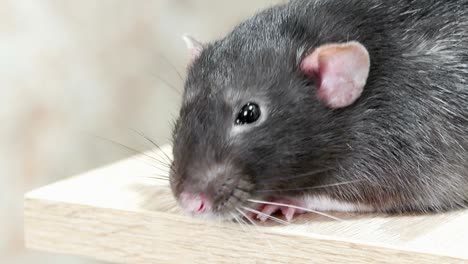 animal domestic gray rat close-up