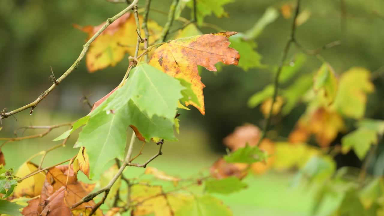 바람에 따라 움직이는 나무 잎에
