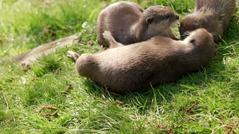 a close up shot of a family group of asian small-clawed otters rolling around and playing with each other on the grass