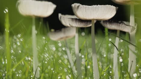 Grupo-De-Hongos-En-La-Hierba-Con-Gotas-De-Rocío,-Primer-Plano,-Toma-Panorámica-Vertical