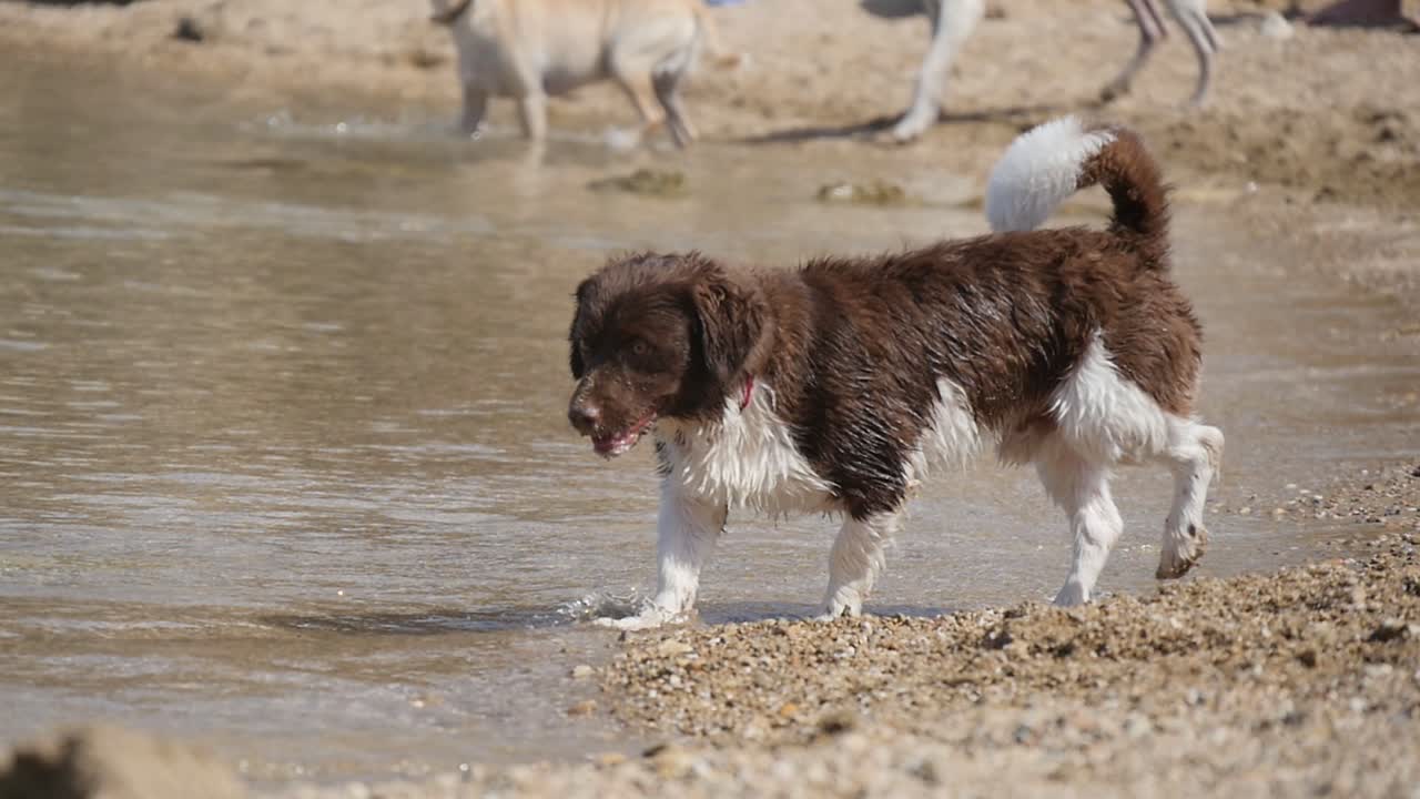 perro corgi primer día de playa caminando por la orilla en un día soleado