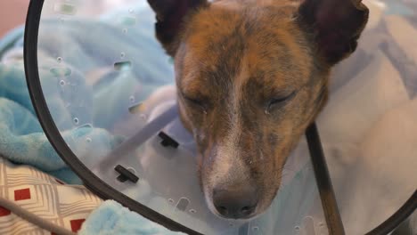 Close-up-of-whippet-mix-trying-to-sleep-with-a-funnel-cone-collar-around-her-neck