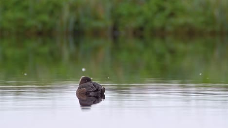 a tufted duck sleeps on the surface of the water in a pond