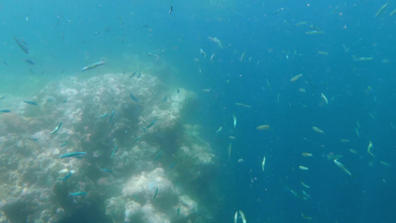 Snorkelsted Nusa Penida, Bali, Indonesien undervandsverden koralrev fiskestime, Sardin