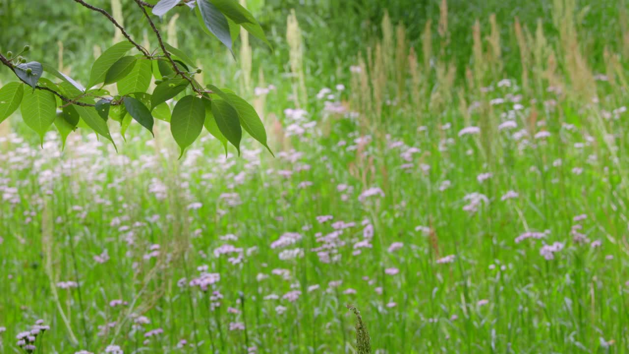 밝은 초록색의 봄 식물