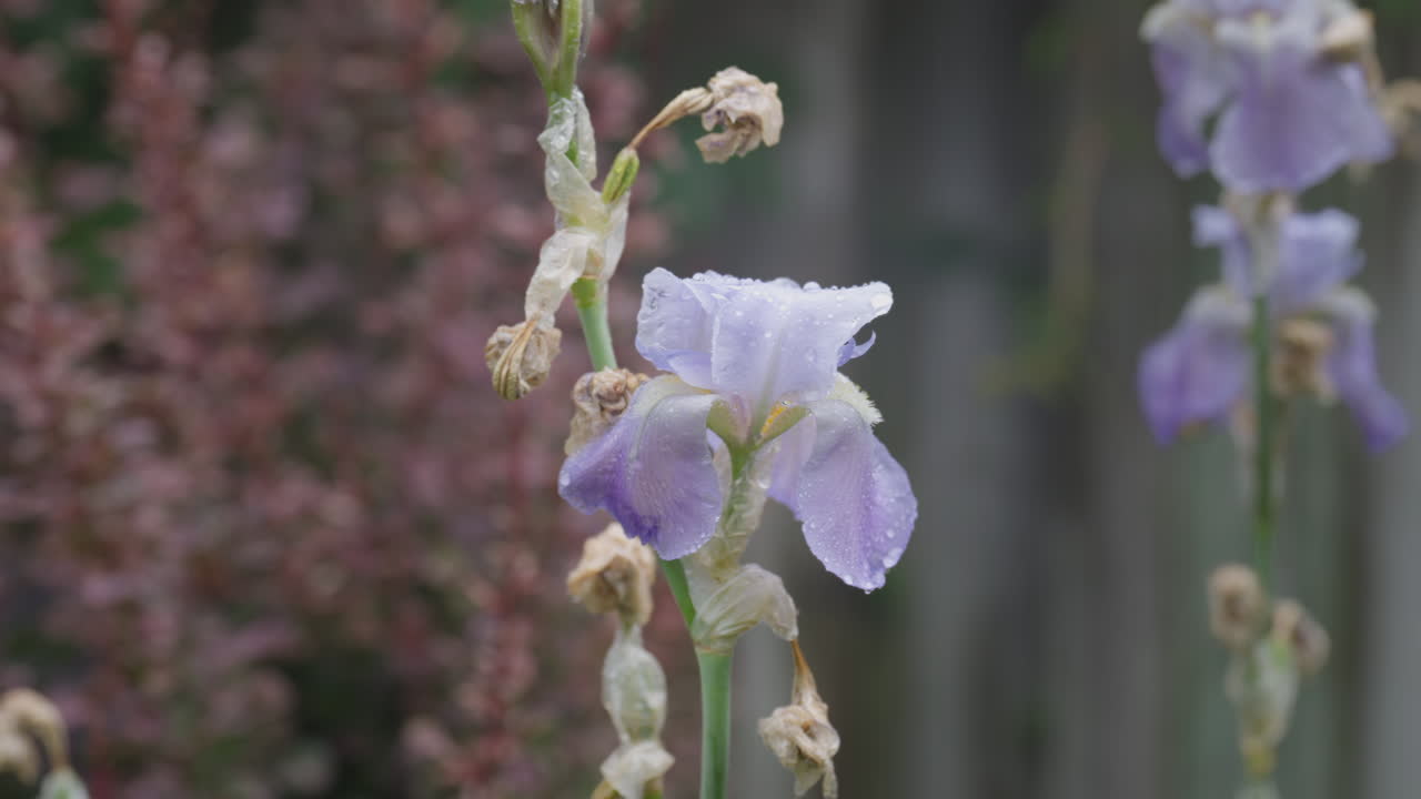 Purple iris with dewdrops in a serene garden captures morning calm