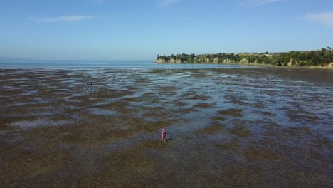 Aerial-view-flying-over-a-low-tide-beach,-with-people-walking-and-picking-cockles-in-Army-Bay,-New-Zealand,-Camera-angle---wide-angle,-rising