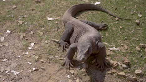 a big komodo dragon, the world's biggest lizard is look around itself to see whats going go