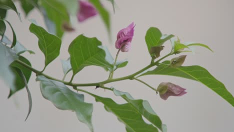 close-up of a plant branch with pink flowers budding and leaves extending outward