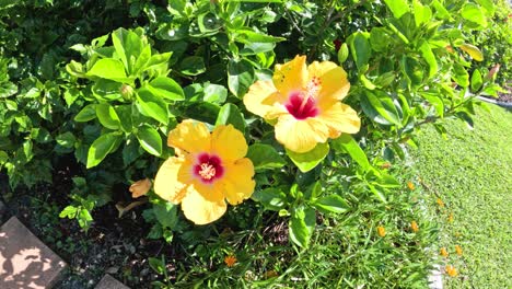 two yellow hibiscus flowers in a lush garden