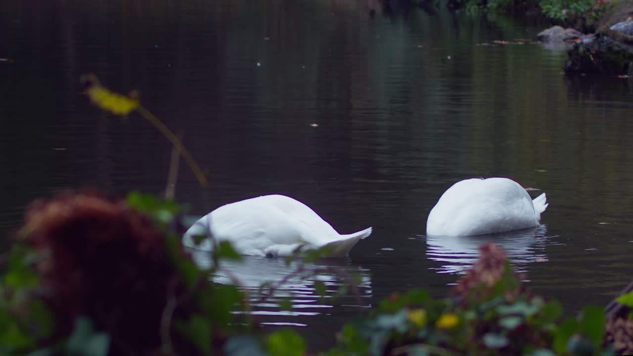 un par de cisnes que buscan comida en el estanque de agua durante el otoño en el parque boscawen, truro, inglaterra
