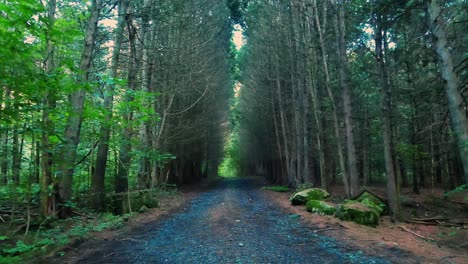 a beautiful dirt and gravel road through a pine forest with golden light during summer