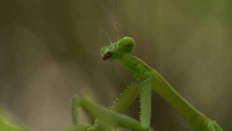 mantis religiosa verde muy quieta