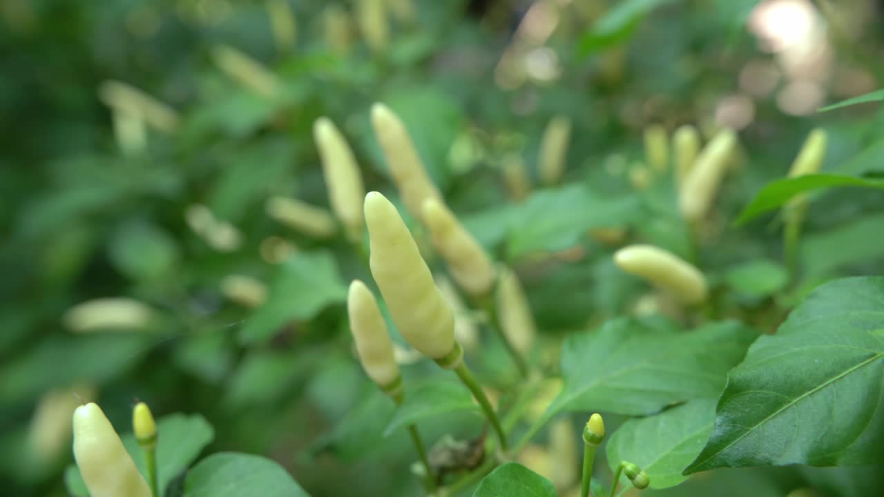 fruta de chile de diferentes colores en el árbol