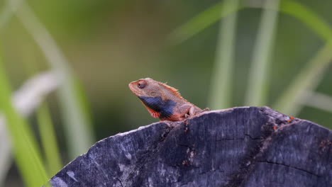 Lagarto-Cambiable-Naranja-Descansando-Sobre-El-Tronco-Del-árbol